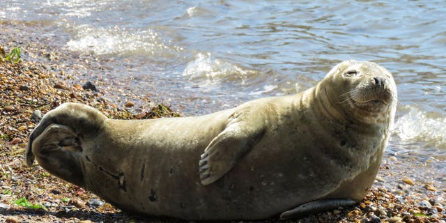 50-year-old Helen Ford captured the image while frequenting her local beach she spotted the seal chilling on the beach. (Credit: SWNS)