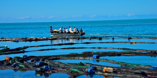 Volunteers take part in the clean up operation in Mahebourg, Mauritius, Wednesday Aug. 12, 2020, surrounding the oil spill from the MV Wakashio, a bulk carrier ship that recently ran aground off the southeast coast of Mauritius.