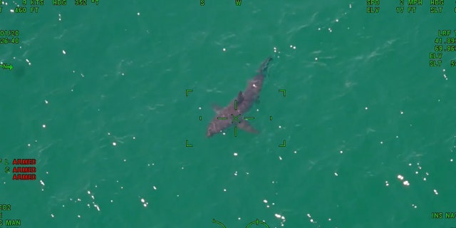 The two great white sharks were about 100 yards off Newcomb Hollow Beach in Wellfleet, Cape Cod.