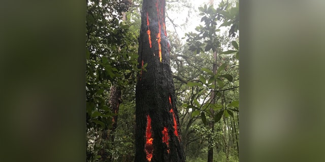 A tree in Beaufort, S.C. glows after it was struck by lightning on Sunday during a thunderstorm.