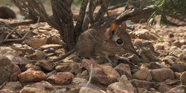 The first-ever live photo of a Somali sengi for scientific documentation. (Stephen Heritage, Duke University Lemur Center)