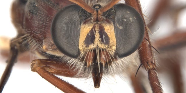 Daptolestes leei is a robber fly named after the late comic book creator Stan Lee. It shares his characteristic glasses and mustache. (Credit: CSIRO)