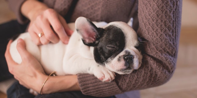While a surge in new adoptions is undoubtedly a positive, and more time spent at home can lead to lasting bonds.