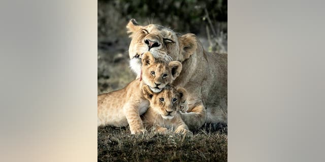 Roarsome picture of a mother lion tending to her two adorable cubs on the plains of the Masai Mara in Kenya. (Credit: SWNS)