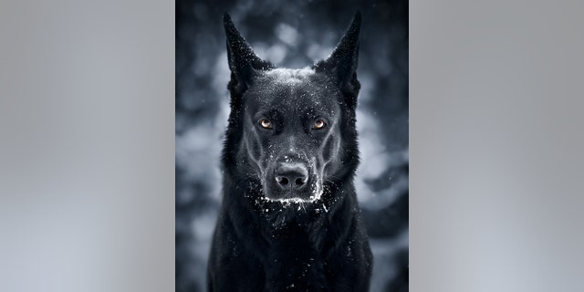 “I posted a cropped portrait version and people loved it. I did this dark edit and I couldn't take my eyes off of it.” (SWNS)