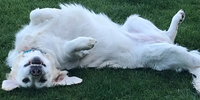 Stephanie Magner-Tripp's SDWR dog (Credit: Magner-Tripp)