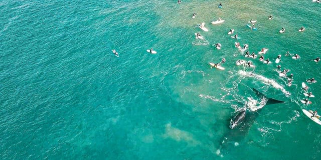 Whales surprise Australian surfers in striking drone footage | Fox News