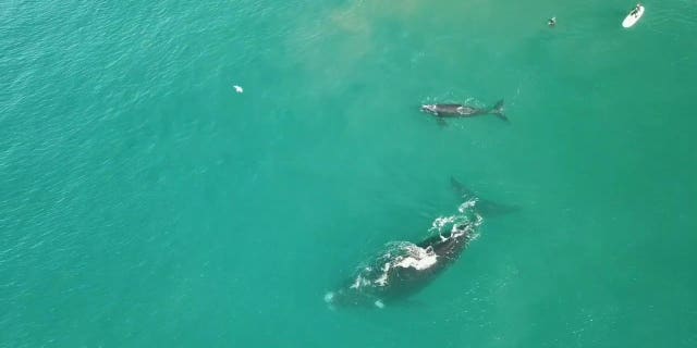 "There were loads of surfers close to the whales and it looked like the calf wanted to play with the surfers."