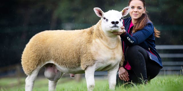 A Texel ram lamb sold for the equivalent of about $490,000 at auction in Scotland this week. (Catherine Macgregor / SWNS)