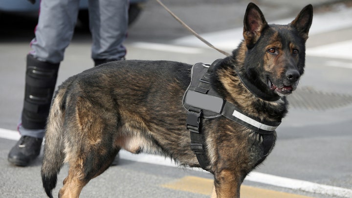 Dogs trained to sniff out travelers with COVID-19 at Dubai International Airport