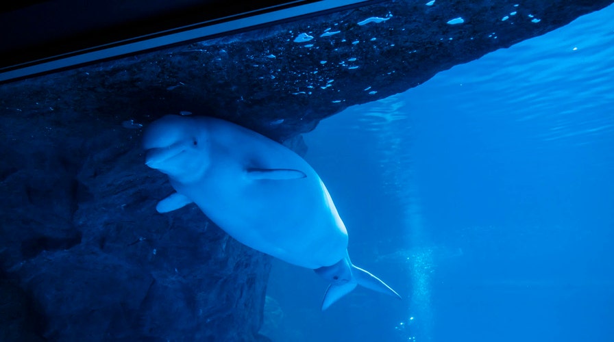Video shows beluga whale birth at Chicago's Shedd Aquarium