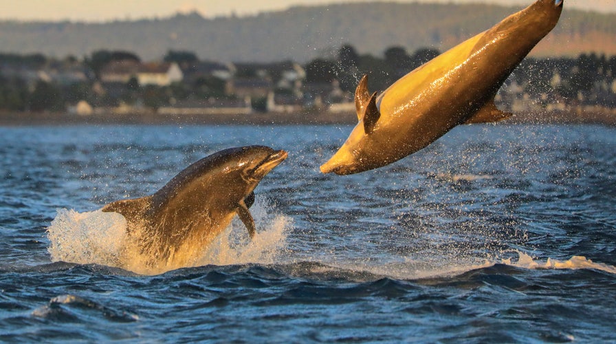 Dolphins spotted 'playing volleyball' off Scottish coast