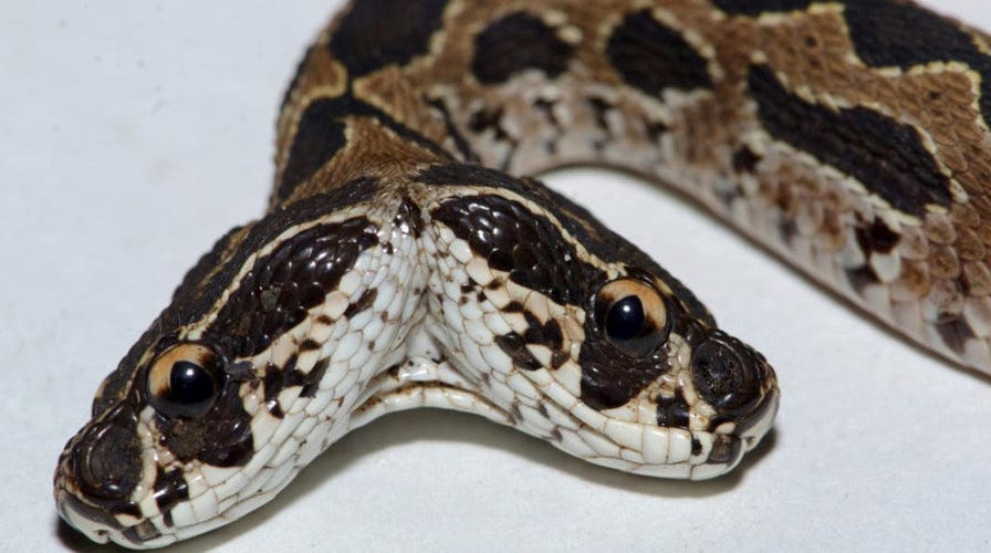 Deadliest Snake in the World