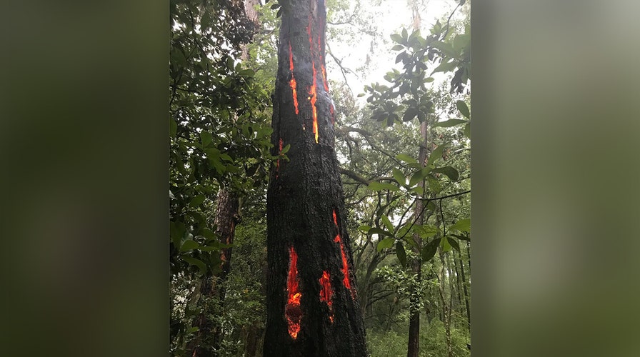 Lightning strike in South Carolina leaves tree with burning 'claw marks' |  Fox News