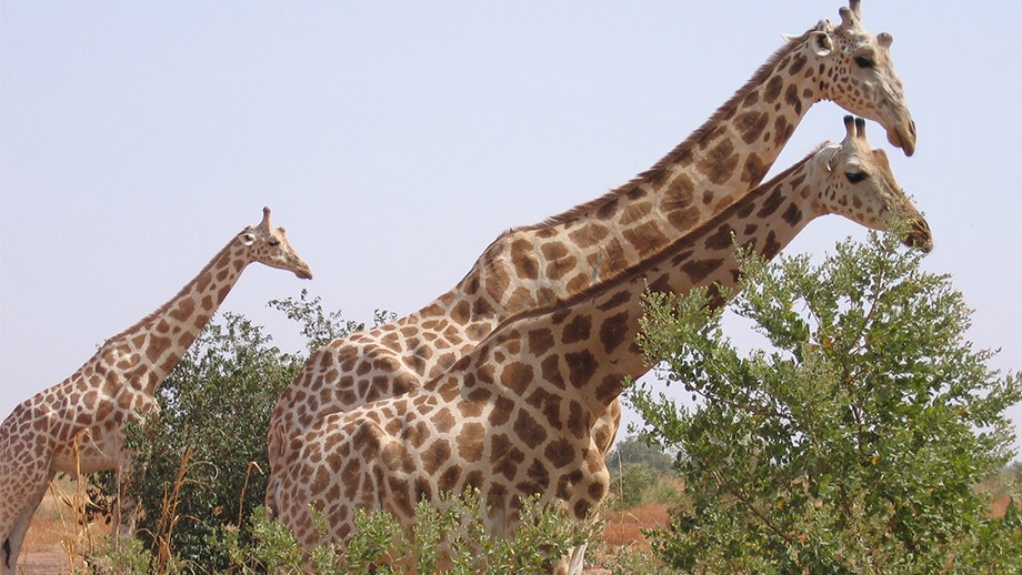 Six French tourists, two others, killed in ambush at African giraffe reserve