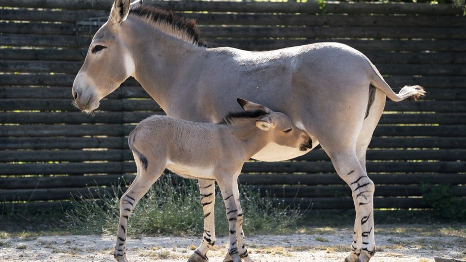 One of the world's rarest animals, African wild donkey, born at English