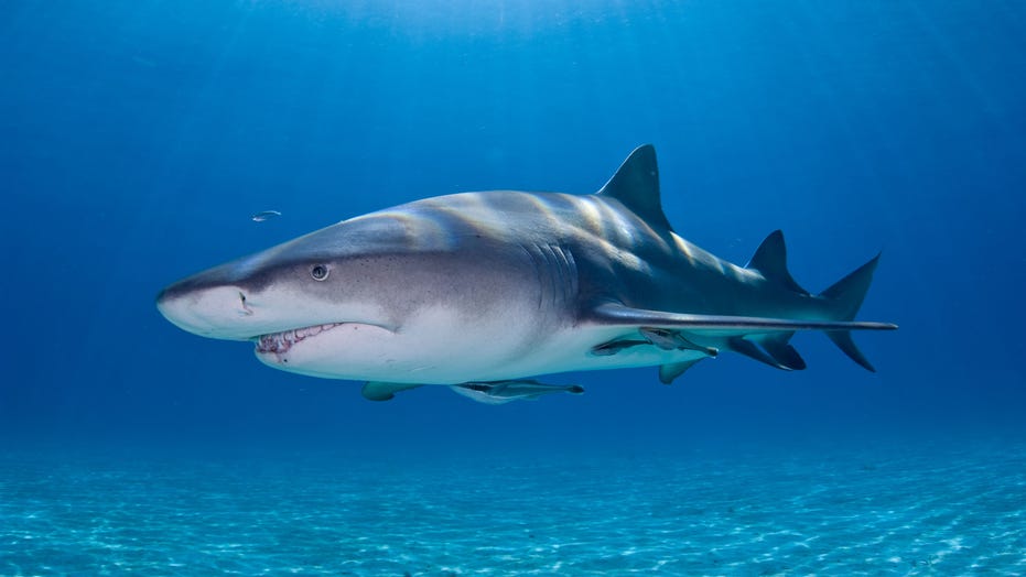 US leads the world in unprovoked shark bites