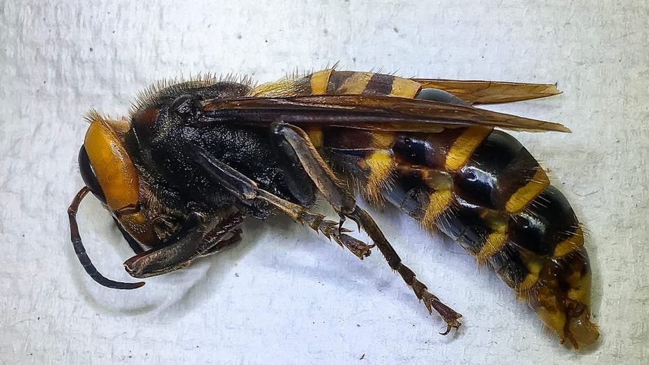 #39 Murder hornet #39 trapped for first time in Washington state experts say