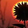 The sun rises in the morning behind a sunflower in Aderzhofen, Germany, Aug. 1, 2020. 