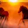 Icelandic horses run in their paddock at a stud farm as the sun rises in Wehrheim, Germany, Aug. 5, 2020. 
