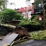 A tree uprooted by high winds lays on a fence in Brooklyn Heights Tuesday, Aug. 4, 2020, in New York