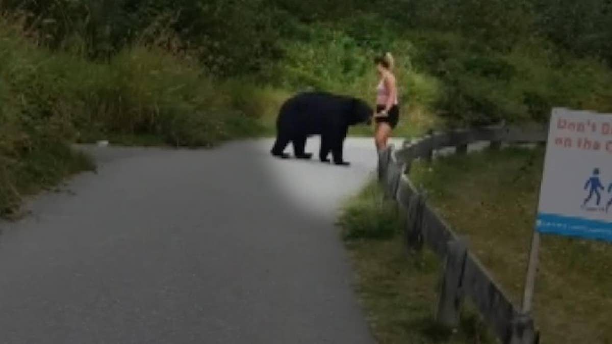 A hiker recorded the alarming encounter on video. (Sam Abdullah via Storyful)