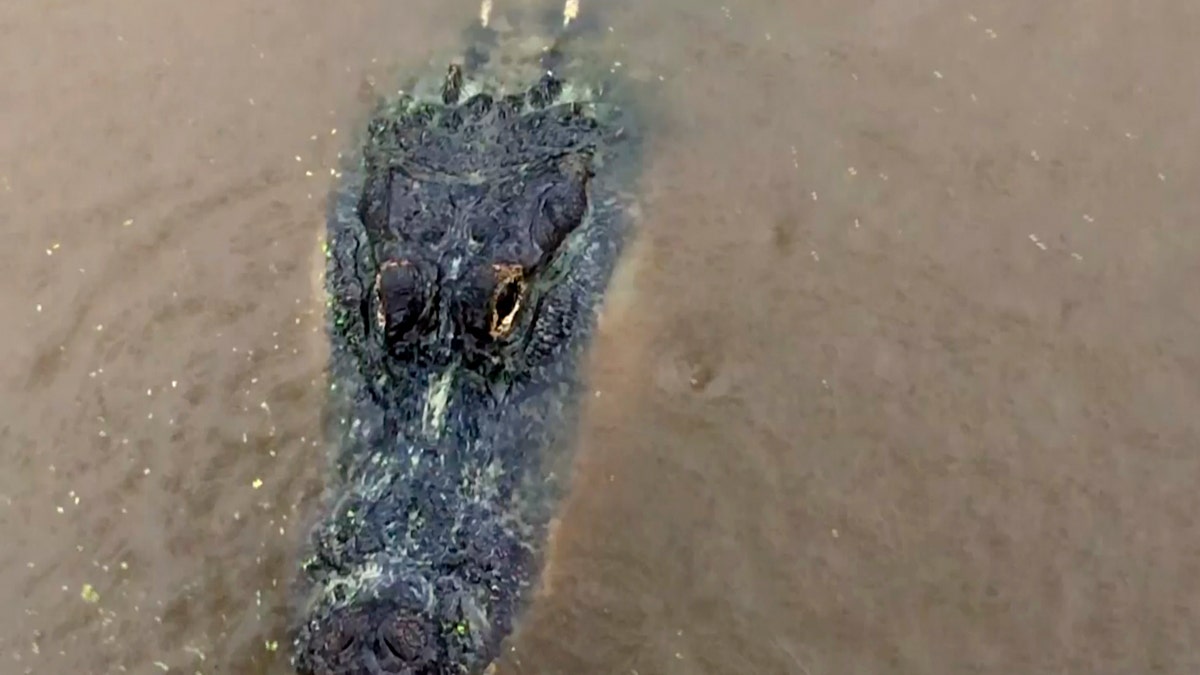 An alligator (not the one in Alabama) is seen on Tuesday, Sept. 15, 2020, in Moss Point, Miss. As Hurricane Sally's outer bands reached the U.S.??(AP Photo/Stacey Plaisance)