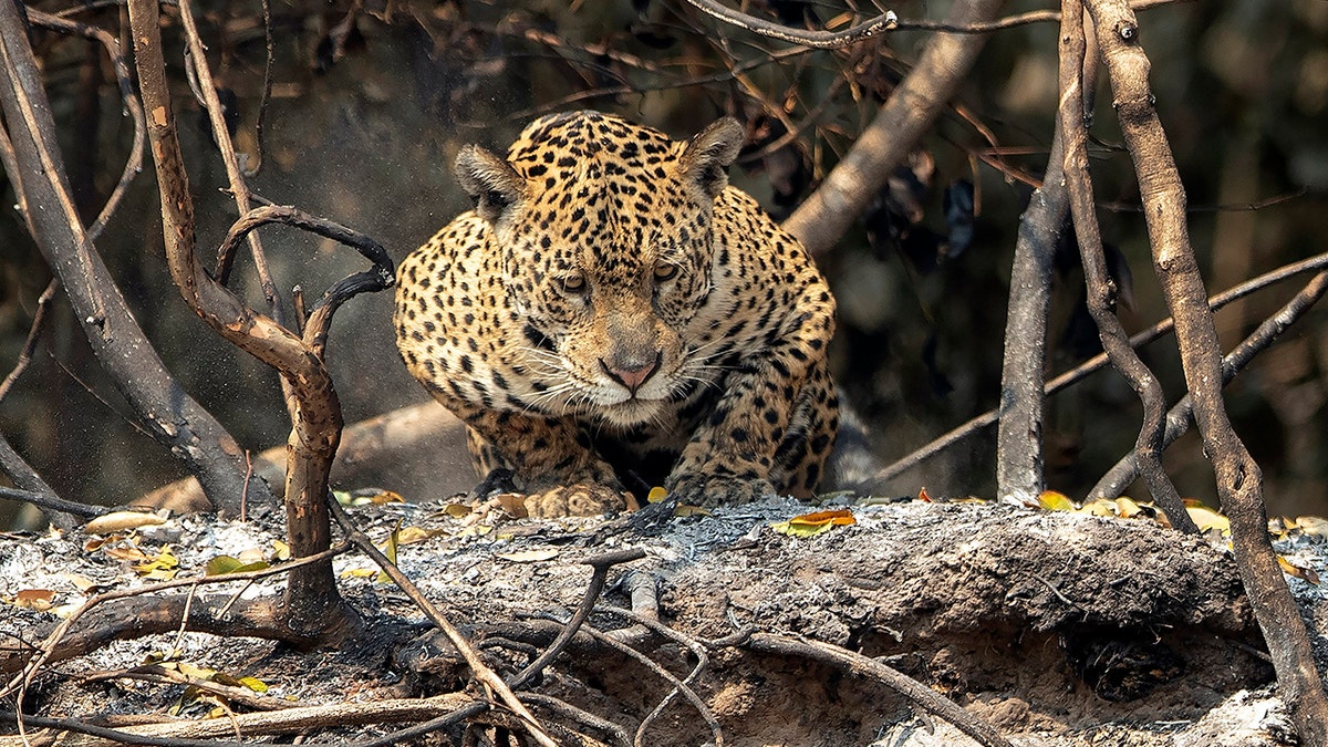 A jaguar crouches in an area recently scorched by wildfires at the Encontro das Aguas state park in the Pantanal wetlands near Pocone, Mato Grosso state, Brazil, Sunday, Sept. 13, 2020. The Pantanal is the world’s largest tropical wetlands, popular for viewing the furtive felines, along with caiman, capybara and more. This year the Pantanal is exceptionally dry and burning at a record rate. (AP Photo/Andre Penner)