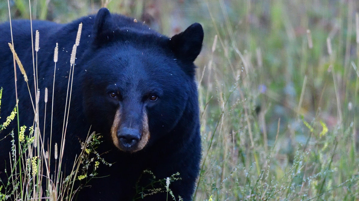 Nuisance bears that repeatedly tip garbage cans and plunder compost piles but cause no property damage are the responsibility of the landowner or resident. (iStock)