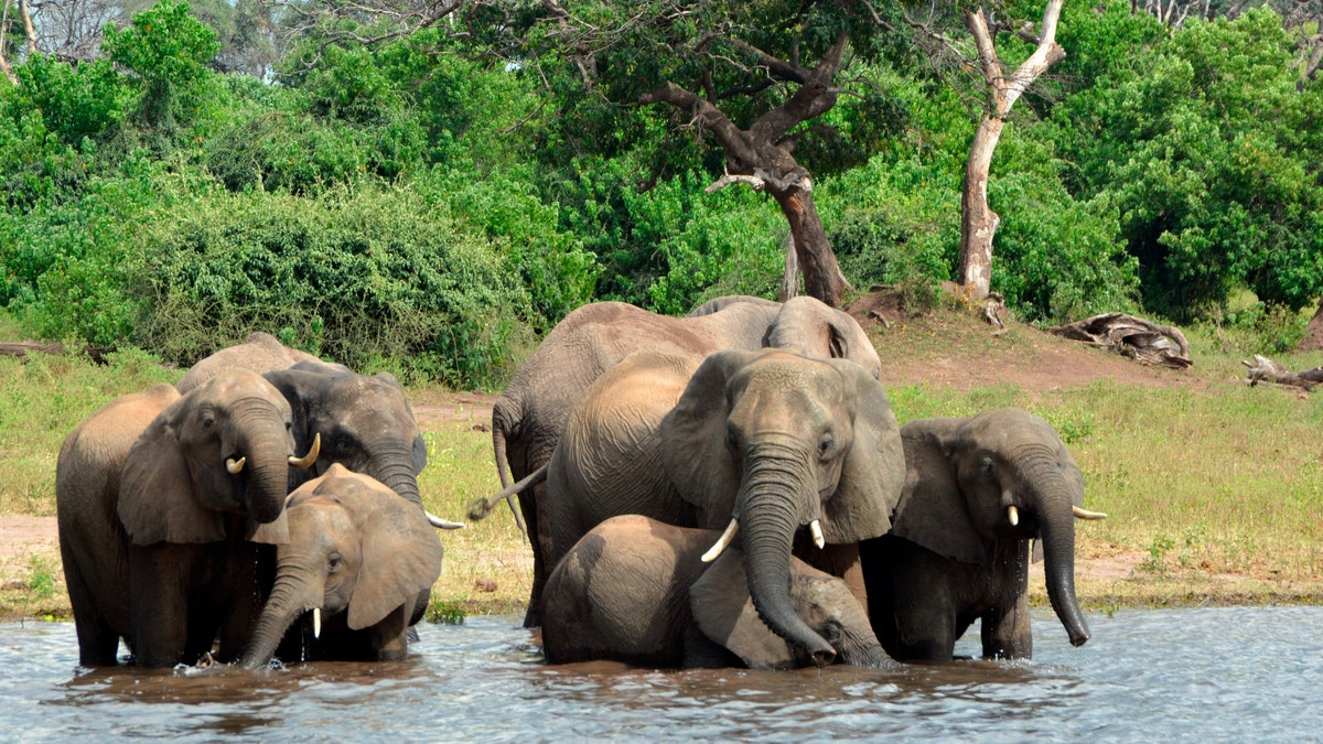 In this March 3, 2013 file photo, elephants drink from the Chobe National Park in Botswana