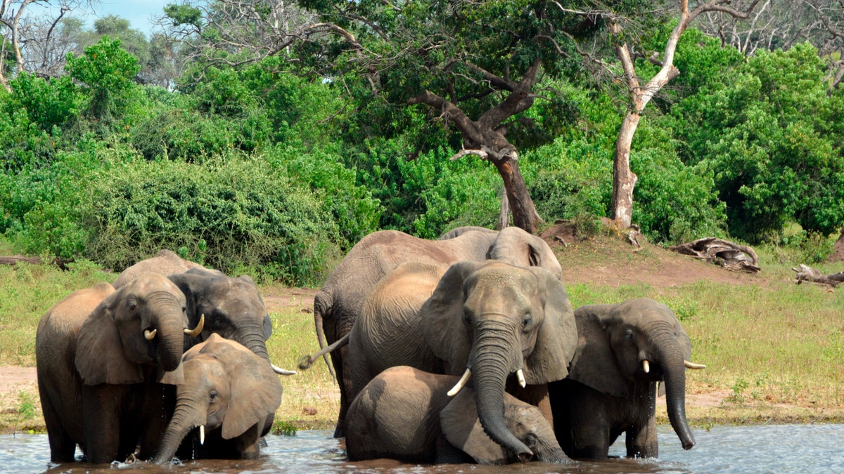 In this March 3, 2013 file photo, elephants drink from the Chobe National Park in Botswana