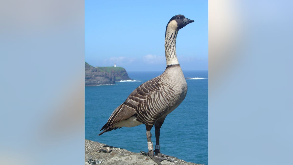 Hawaiian Goose aka "Nene" at Kilauea Point, NWR