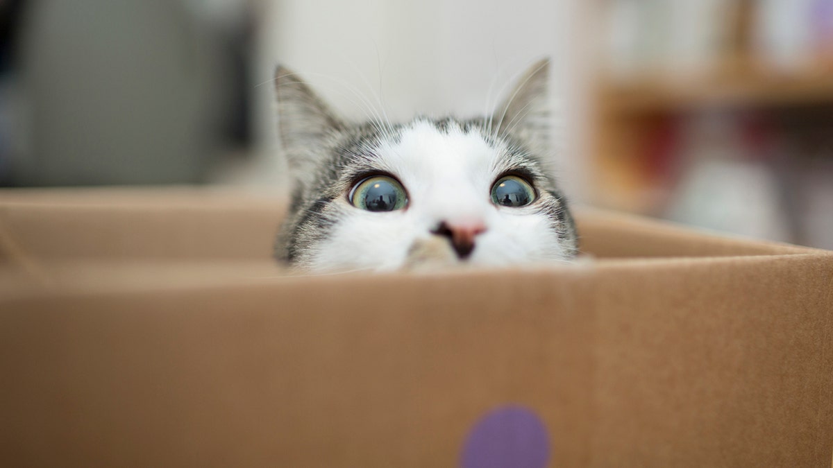 Cats eating just one meal per day had more appetite-regulating hormones and saw other health benefits. (iStock)