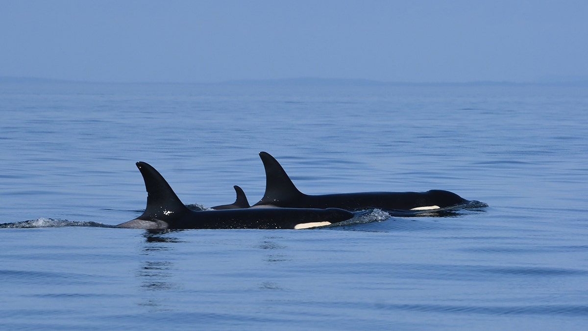 The new calf, J57, with its mother, J35, also known as Tahlequah, were spotted in the eastern Strait of Juan de Fuca in U.S. waters on Friday.