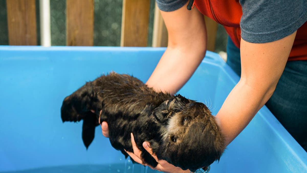 A volunteer at the rescue center holds a wet baby Joey. (Credit: Vancouver Aquarium/Ocean Wise)