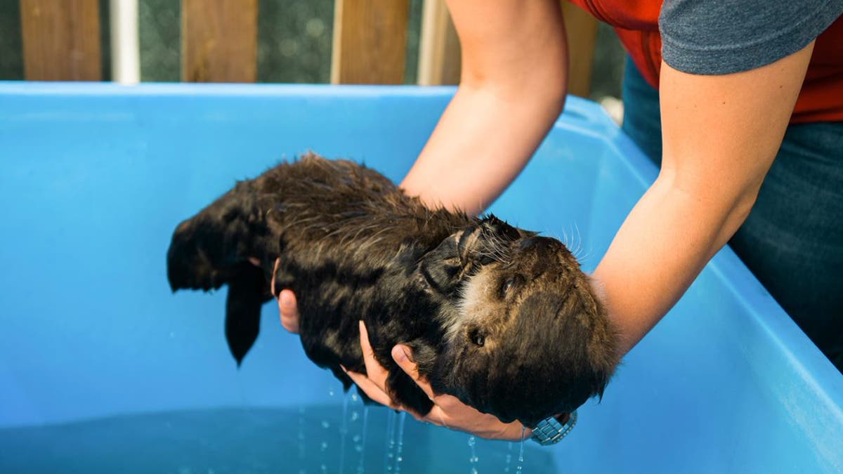 A volunteer at the rescue center holds a wet baby Joey. (Credit: Vancouver Aquarium/Ocean Wise)