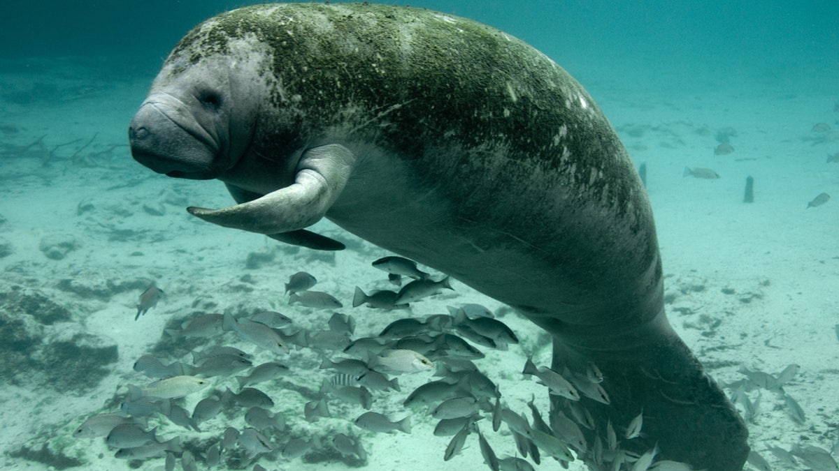 Manatee, Crystal River NWR