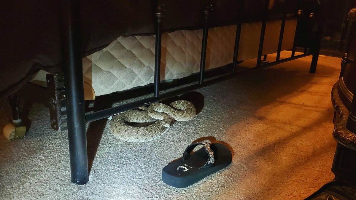 The rattlesnake was curled up under a bed.