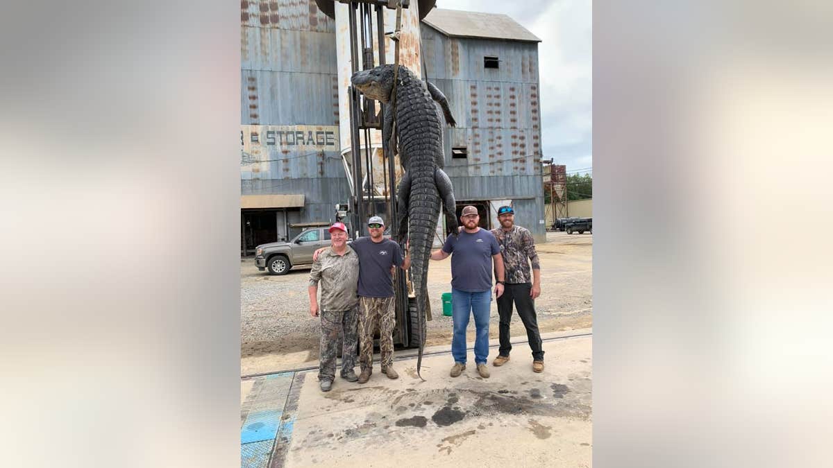 The previous record for longest alligator, per the Encyclopedia of Arkansas, measured 13 feet, 10 inches, and weighed 1380 pounds.