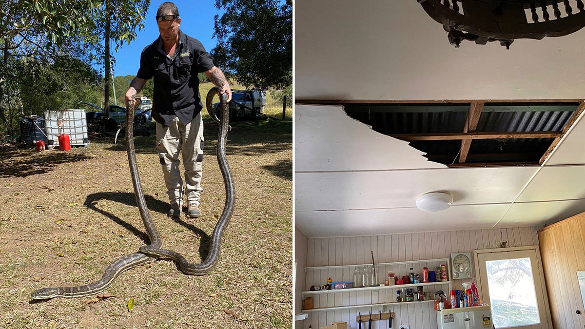 Steven Brown handles two python snakes at a home in Laceys Creek, Australia, Monday after they crashed through the homeowners' kitchen ceiling.