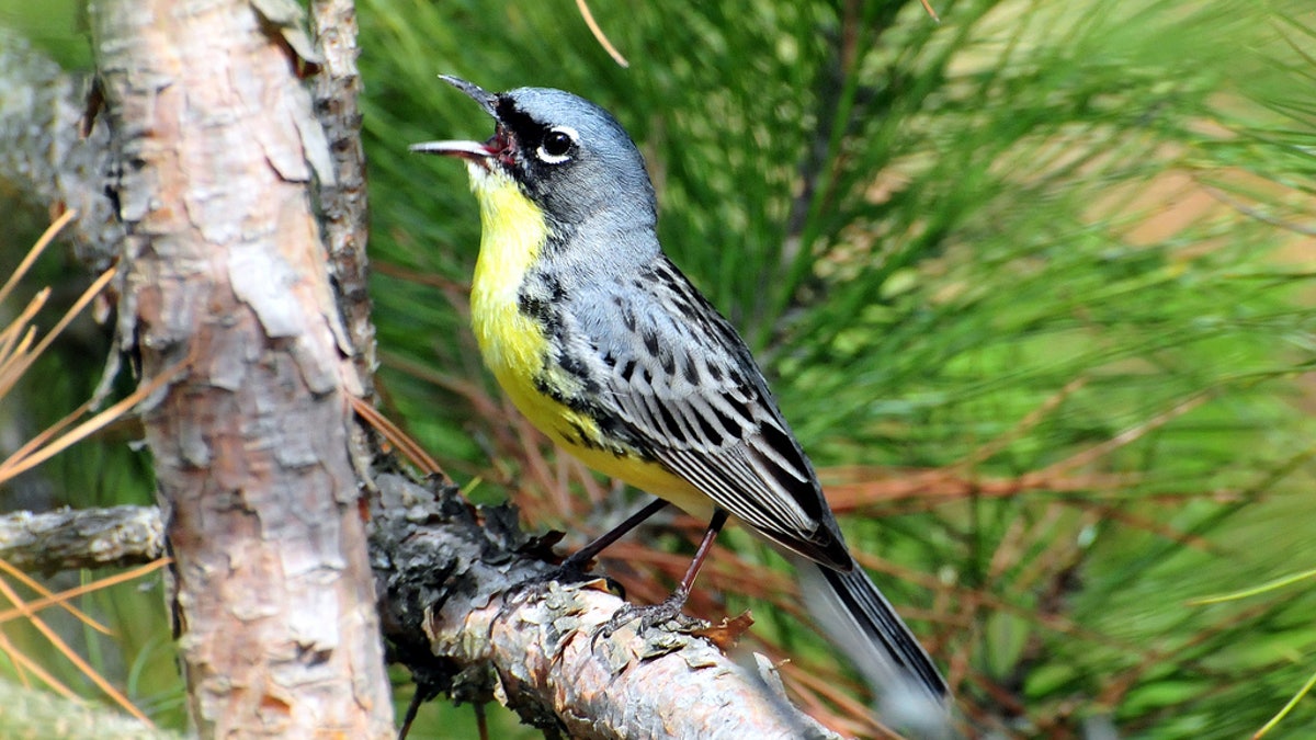 Kirtlands Warbler