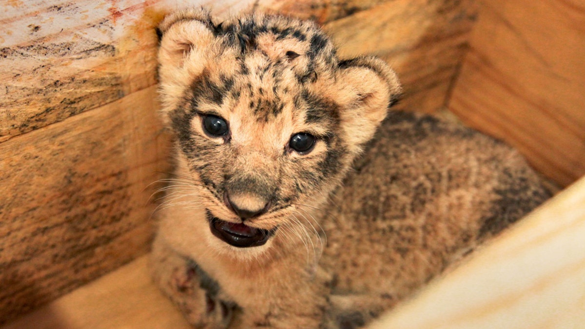 The Dallas Zoo announced this week the births of three African lion cubs. (Dallas Zoo)
