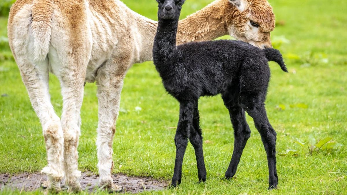 Tia the one-week-old female Alpaca cria born at Auchingarrich Wildlife Park in Perthshire with her mum two-year-old Lola. (Credit: SWNS)