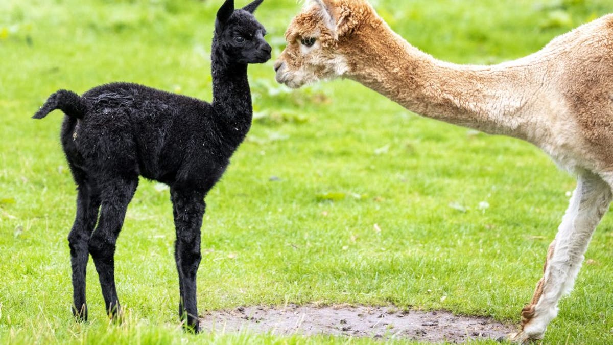 A newborn alpaca enjoyed playing outside for the first time with its mum. Proud mom Lola, age 2, is nursing the cute cria named Tia who was born at the end of last month. (Credit: SWNS)