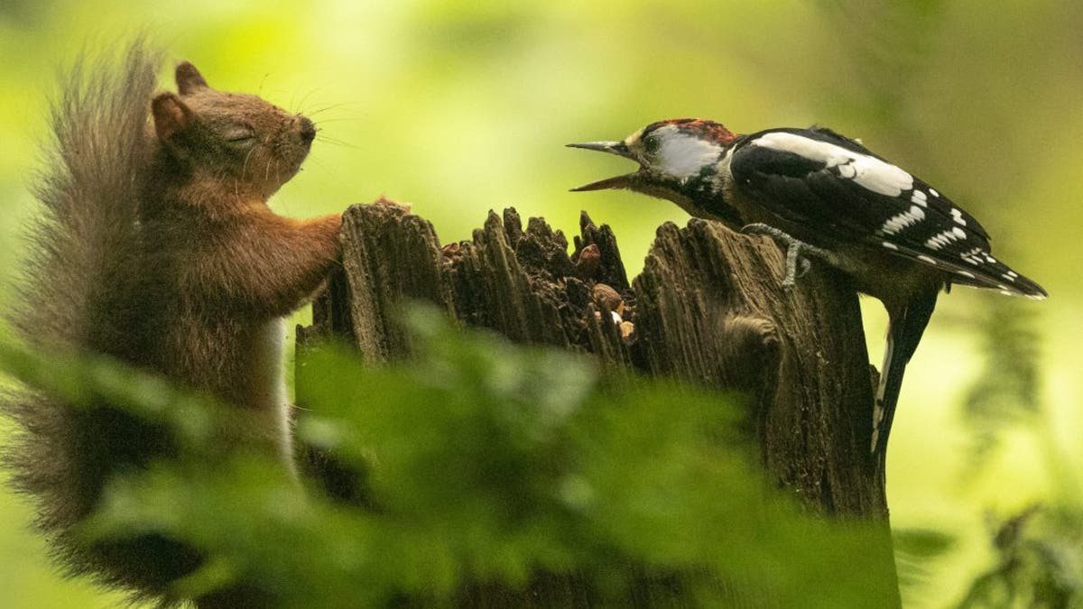 These amusing images show a red squirrel and a woodpecker having an ‘argument’ over some nuts in a woodland near Johnsfield, Lockerbie, Dumfries and Galloway, Scotland. (Credit: SWNS)