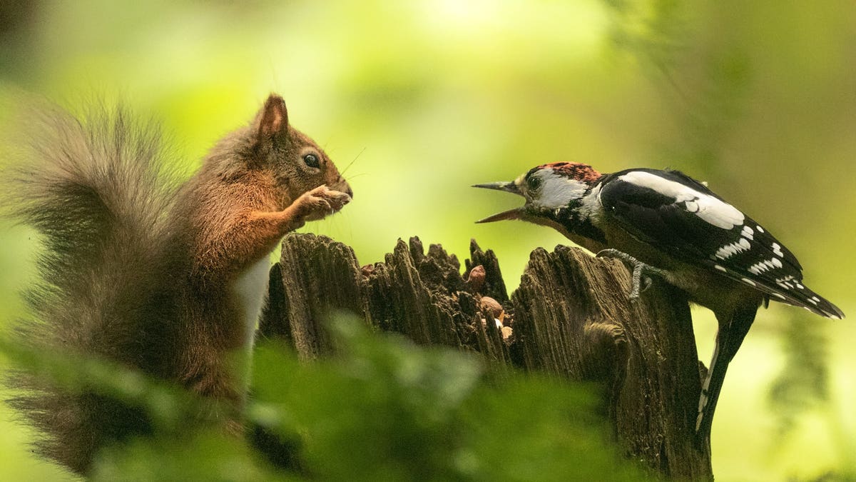 Karen Crawford, 59, captured the face-off as the pair appeared to be having a row over a handful of nuts on a tree trunk. In the shot, the red squirrel is perched vertically on a tree stump with its paw in the air, as the bird sits on the other side with its beak wide open. (Credit: SWNS)