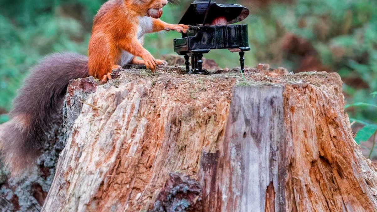 Photographer Jeffrey Wang, 27, snapped the critter at Carnie Woods, outside Aberdeen. He lives a 15-minute walk away and spent two hours watching the red squirrels play on the evening of Sept. 11. (SWNS)