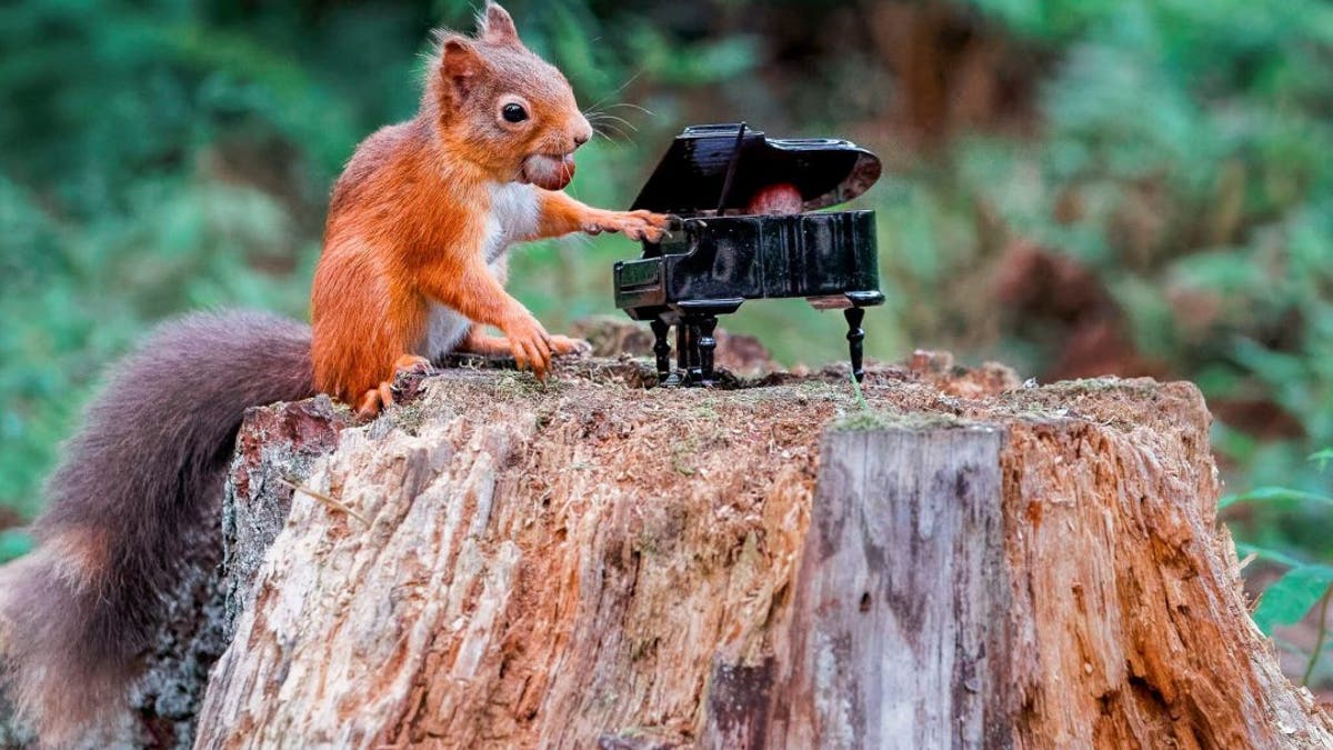 Photographer Jeffrey Wang, 27, snapped the critter at Carnie Woods, outside Aberdeen. He lives a 15-minute walk away and spent two hours watching the red squirrels play on the evening of Sept. 11. (SWNS)
