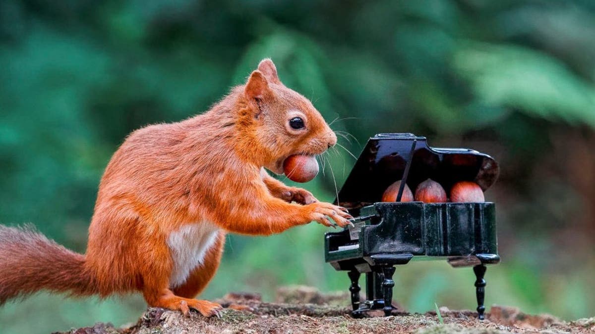 A red squirrel seems to play a tiny piano while eating nuts at Carnie Woods, outside Aberdeen, Scotland. (SWNS)