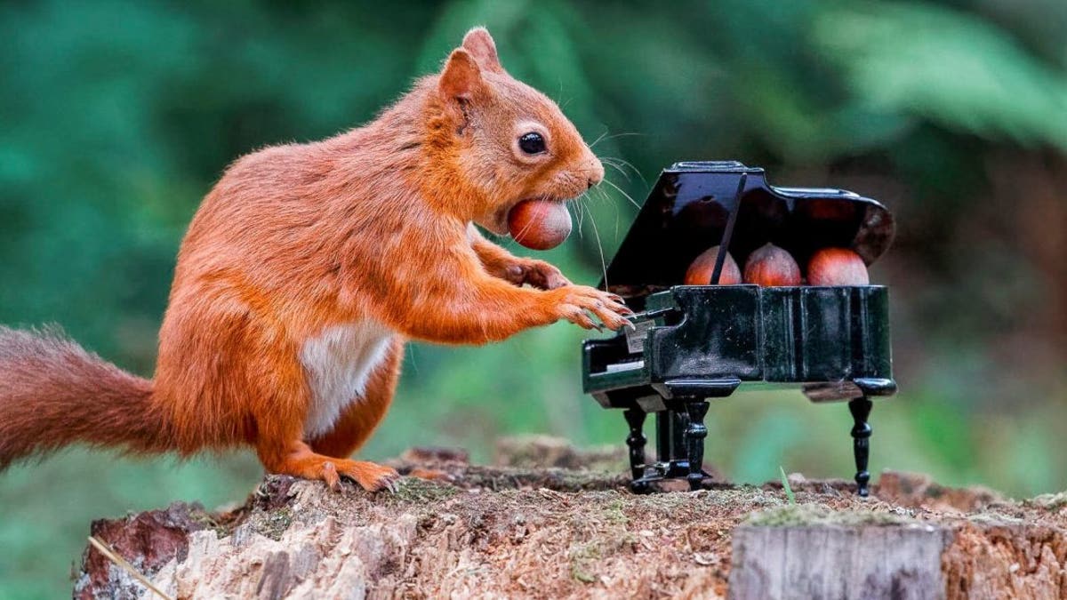 A red squirrel seems to play a tiny piano while eating nuts at Carnie Woods, outside Aberdeen, Scotland. (SWNS)